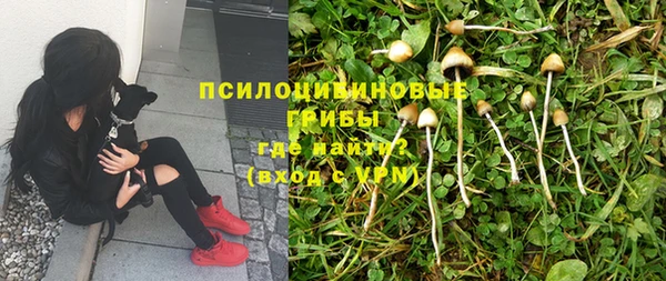 ПСИЛОЦИБИНОВЫЕ ГРИБЫ Белоозёрский